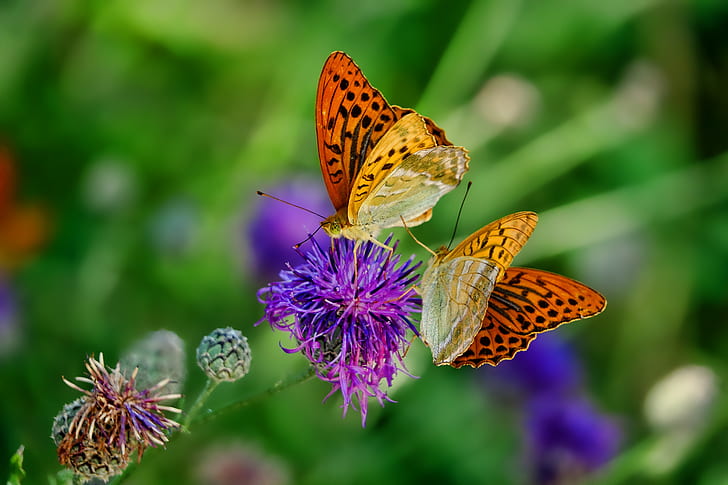 focus photo of two butterflies on purple clustered flower