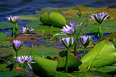 purple petal flowers on body of water