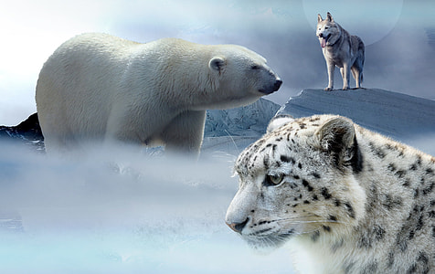 tiger, polar bear and wolf collage