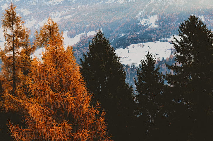orange pine tree photograph