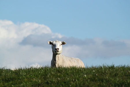 sheep on top of green grass field