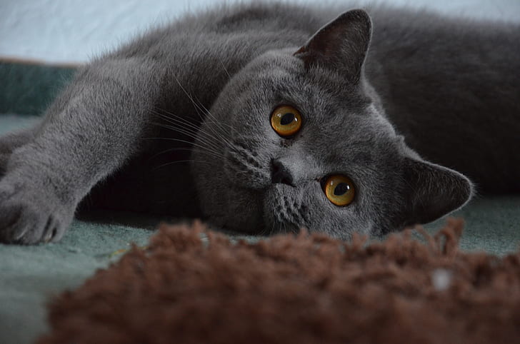 short-fur grey cat laying on floor