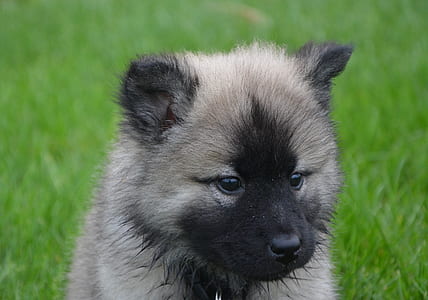 short-coated gray and black puppy