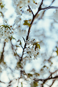Little flowers on trees