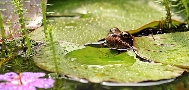 close-up shot of brown frog