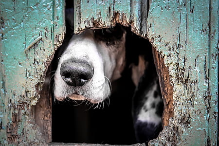 closeup photography short-coated black and white dog