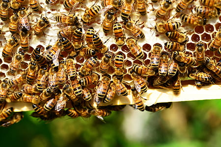 close-up photo of bees on white surface