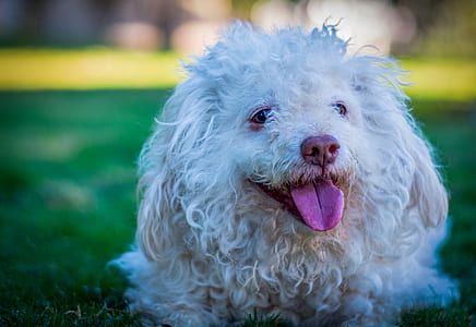 White Toy Poodle on Grass Field