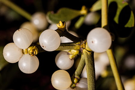 close up photo of small round white fruits