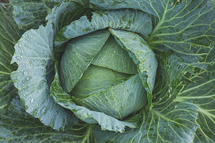 blooming cabbage