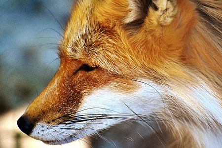 brown and white fox
