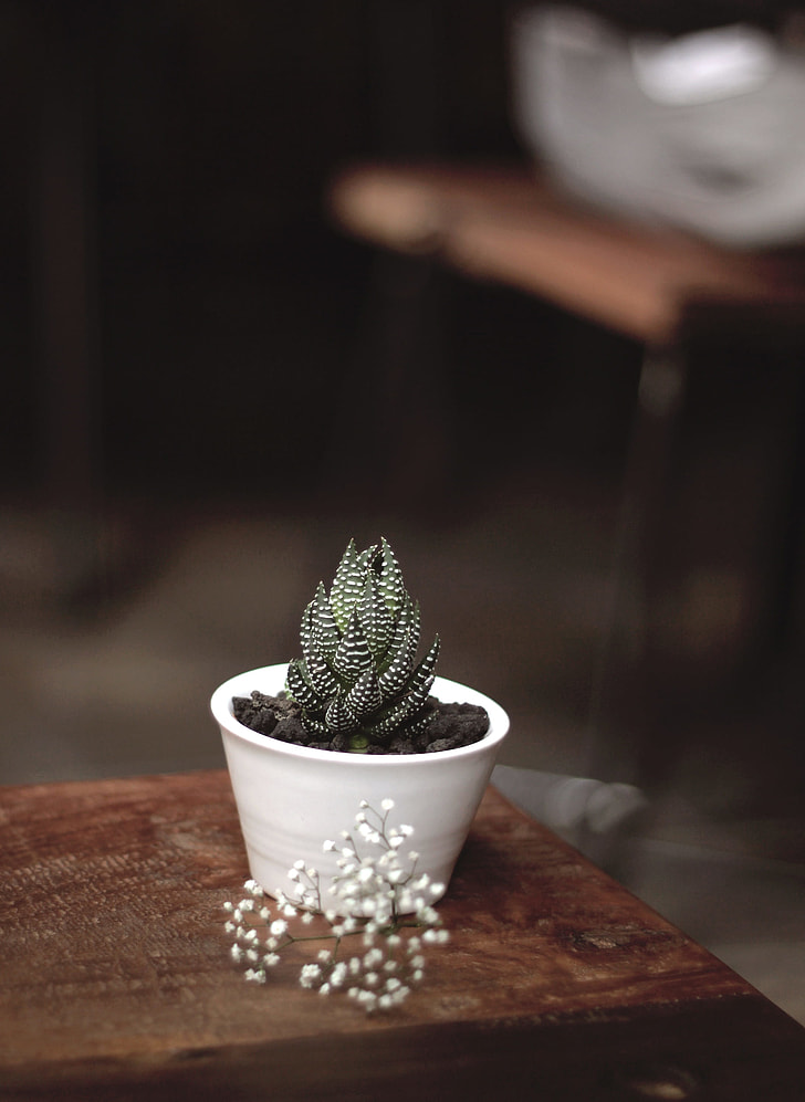 green-and-white cactus plant on top table