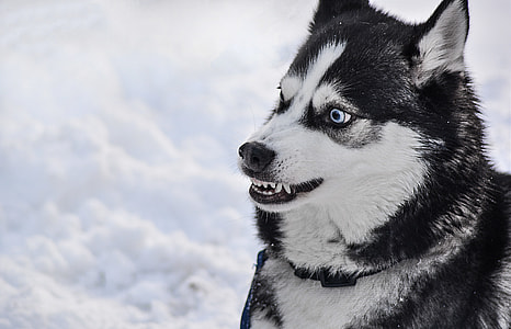 photography of white and black Siberian husky