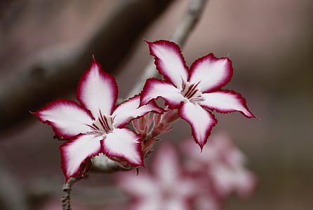 selective focus photography of pink-and-white petaled flowers
