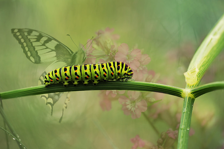 Eastern tiger swallowtail butterfly caterpillar perched on plant stem closeup photography