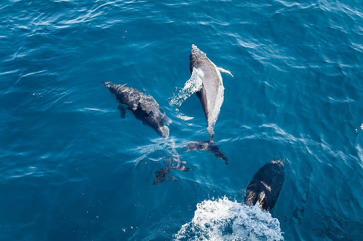 two gray dolphins underwater during daytime