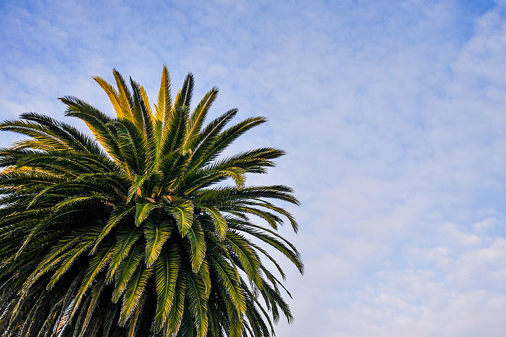 Beach Palm Tree with Cloudy Sky
