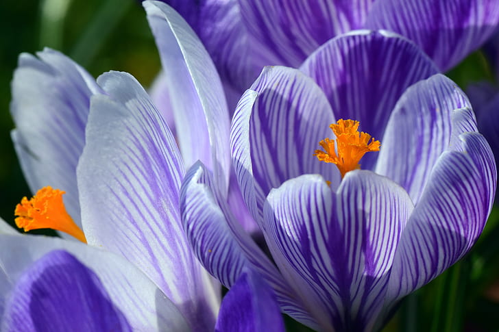 close-up of a purple crocus flowers
