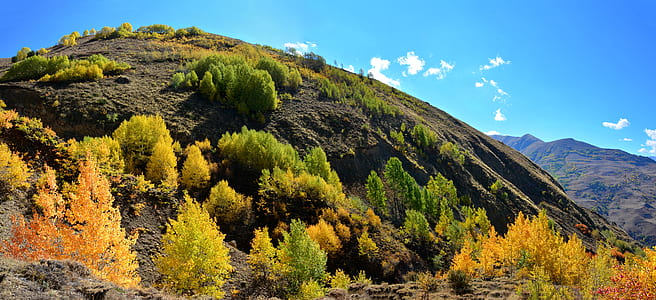 photo of green and white trees at the mountain