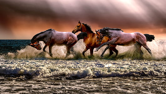 photo of three galloping horses on body of water