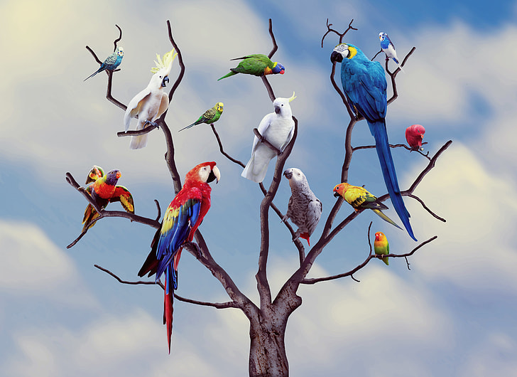 photo of birds on leafless tree