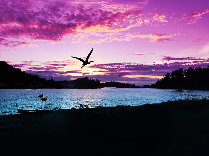 silhouette photography of bird near trees and body of water