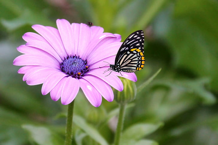 white and black butterfly on pink petaled flower