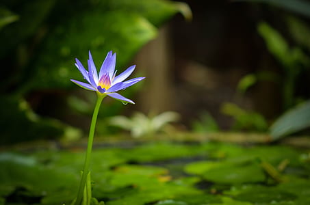 purple waterlily flower selective-focus photo