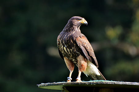 selective focus photography of falcon