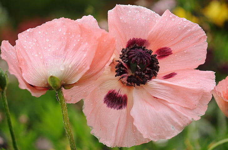 pink-and-maroon poppies in bloom