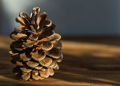 closeup photography of brown pine cone