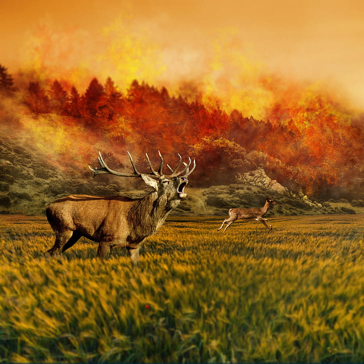 painting of moose and deer with wildfire background