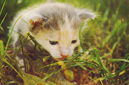 White and Gray Kitten in Grass Field during Daytime