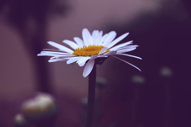 Photo of White and Yellow Daisy Flower