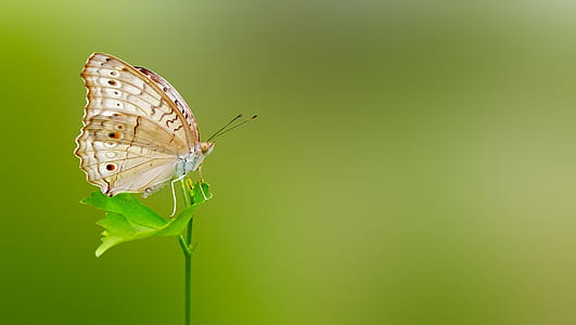 white peacock butterfly on green leaf plant
