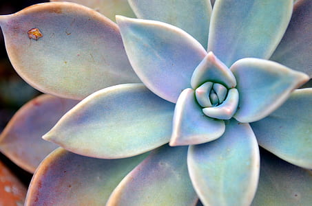 closeup photo of succulent plant