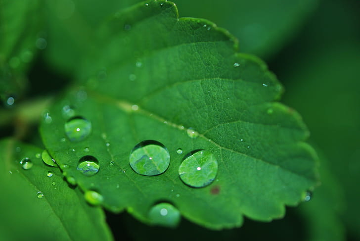 macro shot of a dew on green leaf