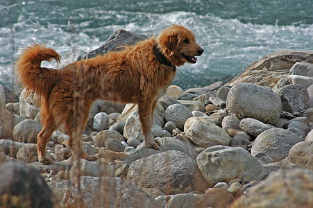 Labrador Dog Near Yhe Ocean
