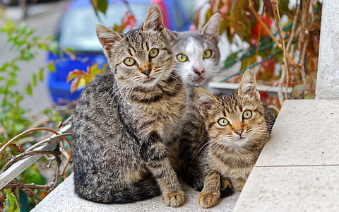Photo of Three Cats