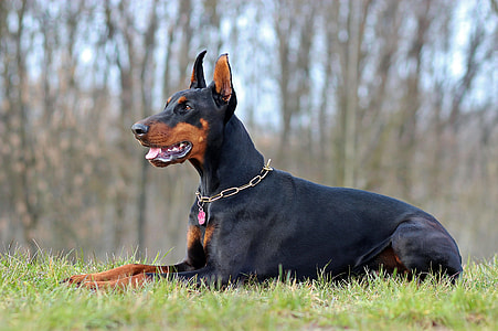adult black and tan Doberman pinscher prone lying on green grass at daytime