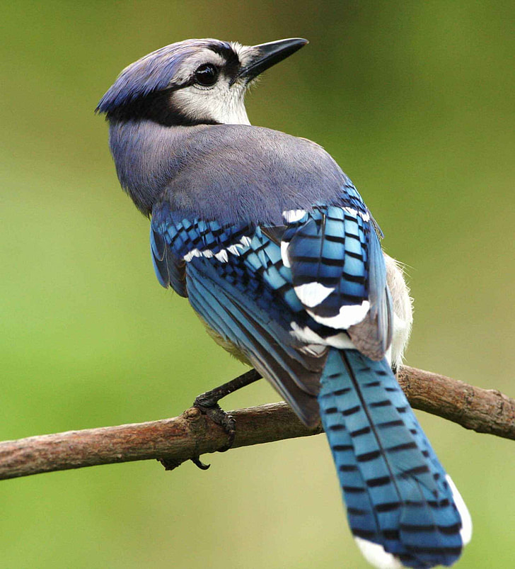macro shot of blue and gray bird