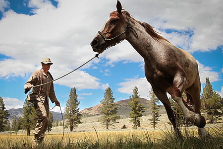 man standing near brown horse
