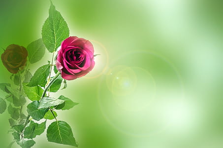 flower, flowers, rose, love, valentine' day, anniversary