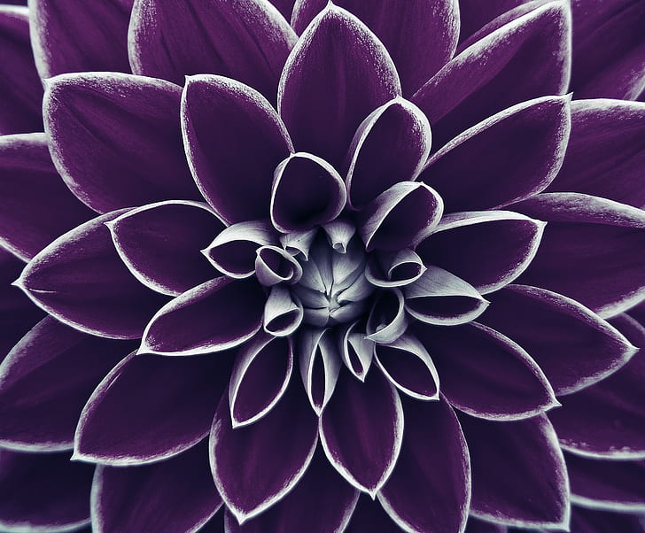 macro photography of purple dahlia flower