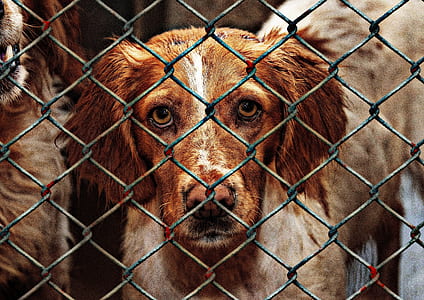 short-coated brown and white dog during daytime on cage