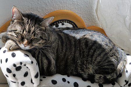 silver Tabby cat sleeping on black and white bed