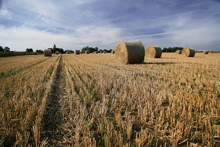 Landscape photo of hay bales in a farm field at harvest, image captured in Faversham, Kent, England