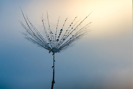 closeup photo of dandelion with dew