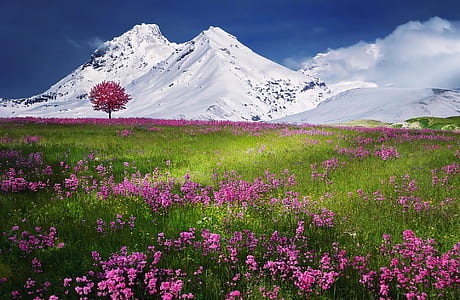 pink flower field with single tree and background of snow-capped mountain