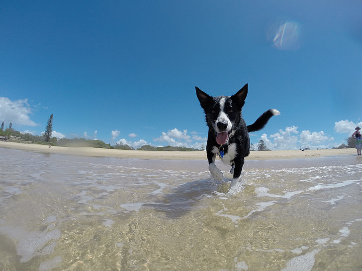 black and white border collie puppy walking on seashore during daytime